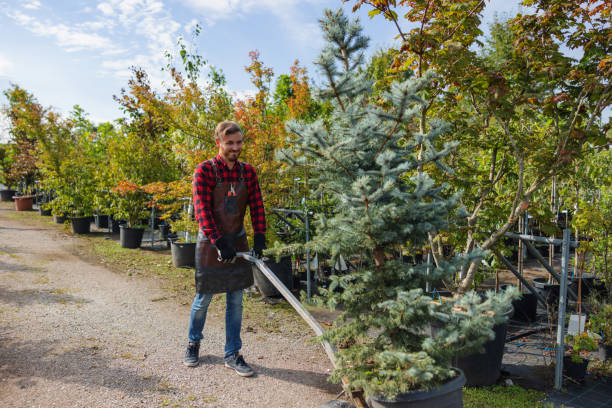 Best Tree Removal Contractors  in Edcouch, TX